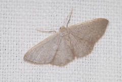 Idaea predotaria