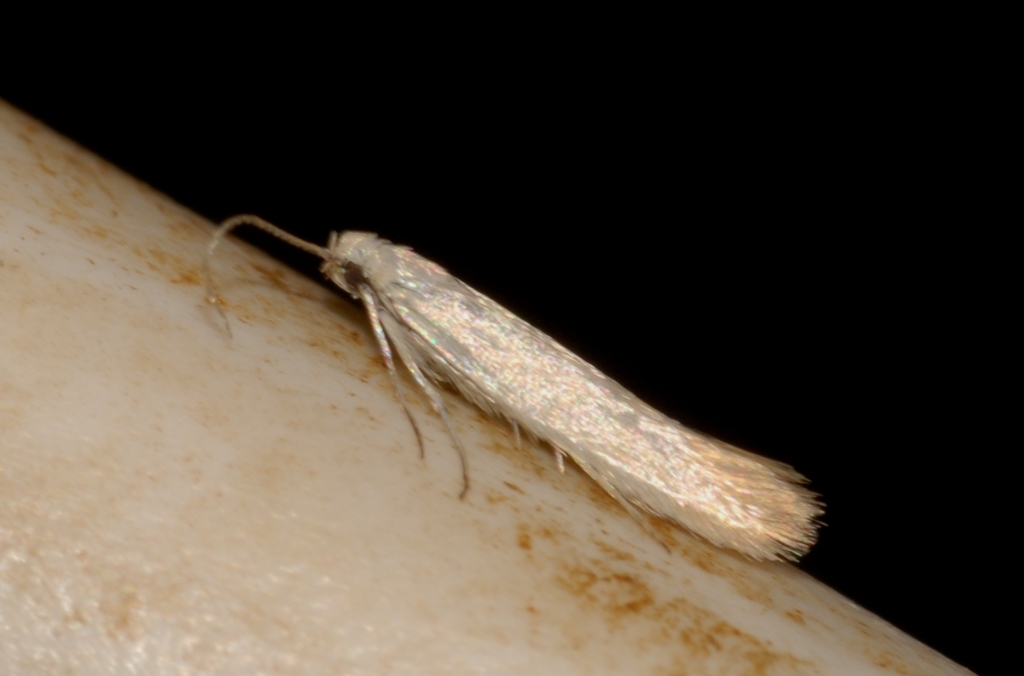 Psamathocrita