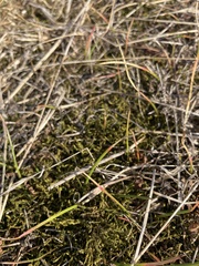 Carex colensoi