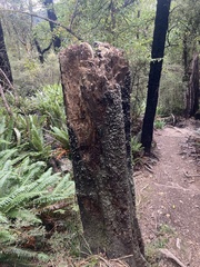 Griselinia littoralis