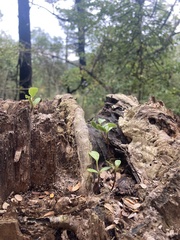 Griselinia littoralis