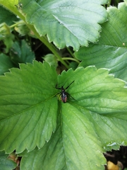 Rhynocoris annulatus