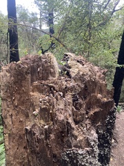 Griselinia littoralis