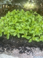 Phedimus kamtschaticus