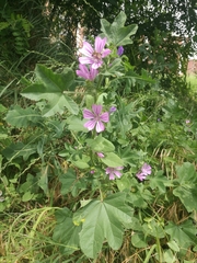 Malva sylvestris