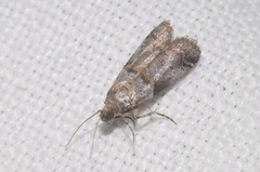 Acrobasis fallouella