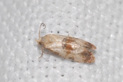 Neocochylis millierana