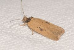 Agonopterix subpropinquella