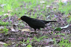 Turdus merula