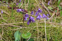 Soldanella montana