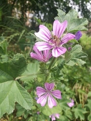Malva sylvestris