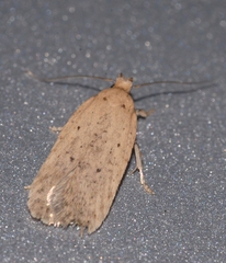 Agonopterix subpropinquella