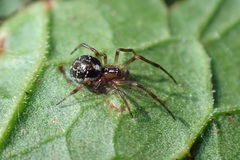 Phylloneta