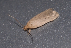 Agonopterix subpropinquella