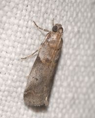 Acrobasis fallouella