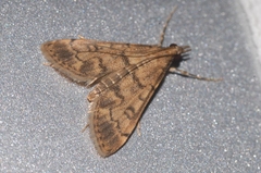 Dolicharthria bruguieralis