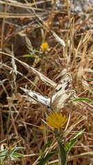 Melanargia titea