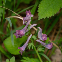 Corydalis turtschaninovii