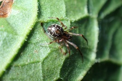 Phylloneta