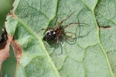 Phylloneta