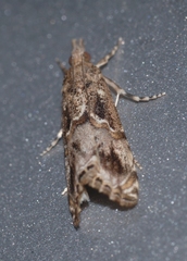 Euchromius cambridgei