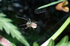 Neriene peltata