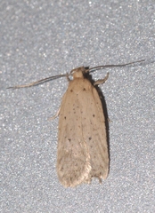 Agonopterix subpropinquella
