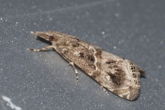 Euchromius cambridgei