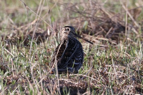 Agachadiza real (Gallinago media)