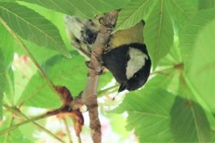 Parus major