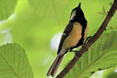 Parus major