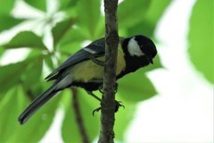 Parus major