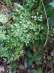 Cardamine impatiens