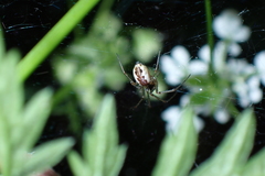 Neriene peltata