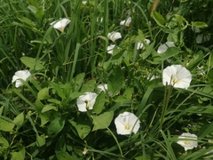 Convolvulus arvensis