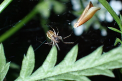 Neriene peltata