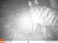 Hyaena hyaena