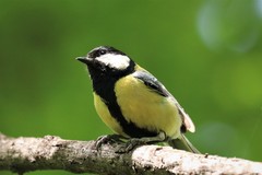 Parus major