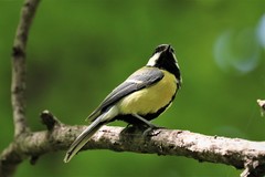 Parus major