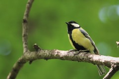 Parus major