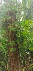 Epipremnum aureum