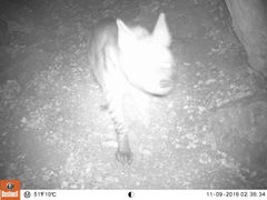 Hyaena hyaena