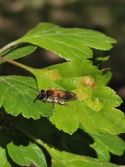 Andrena helvola