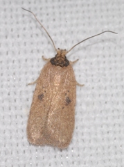 Agonopterix subpropinquella