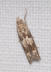 Eucosma fervidana