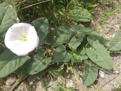 Convolvulus arvensis
