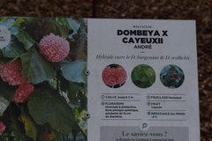 Dombeya × cayeuxii