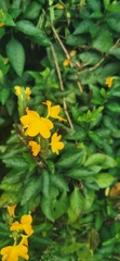 Crossandra infundibuliformis