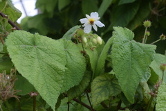 Sparrmannia africana