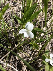 Viola accrescens